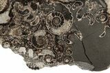 Polished Ammonite (Promicroceras) Slice - Marston Magna Marble #211372-2